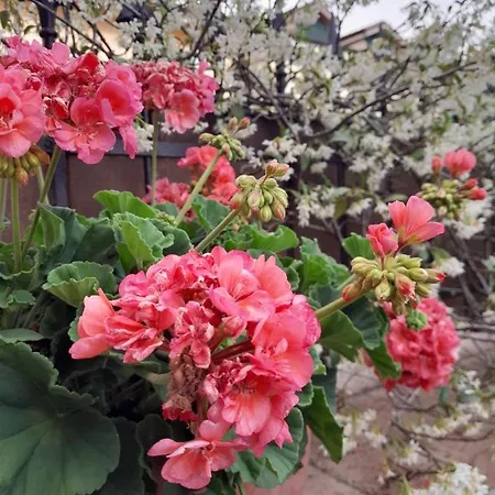 住宿加早餐酒店 Quattro Lune Prignano Cilento